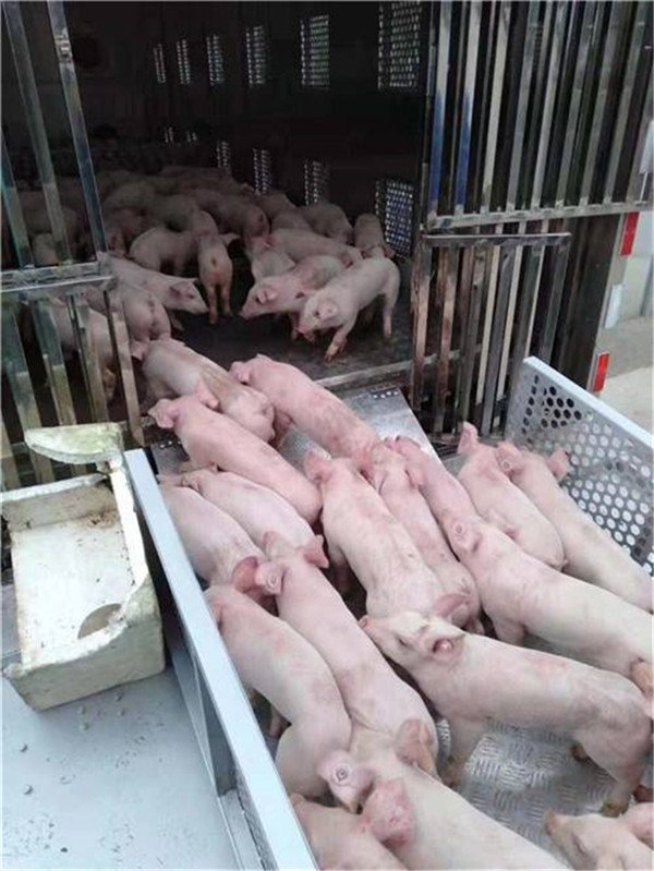 贵州安顺东风天龙畜禽幼苗运输车 恒温科技的活体物流革新